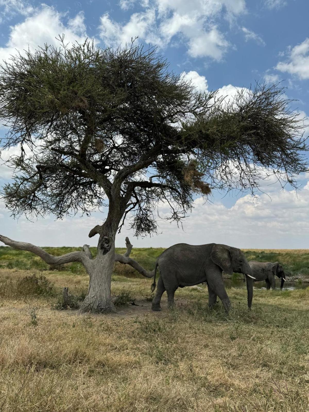 Maasai Eco Boma & Lodge - Experience Maasai Culture Makuyuni Zewnętrze zdjęcie