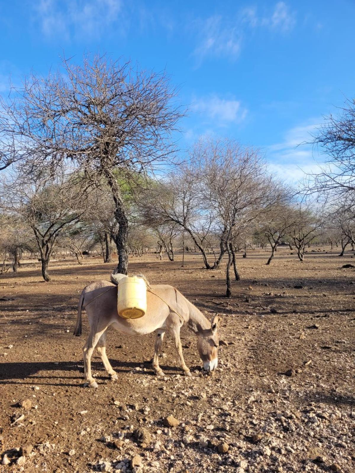Maasai Eco Boma & Lodge - Experience Maasai Culture Makuyuni Zewnętrze zdjęcie