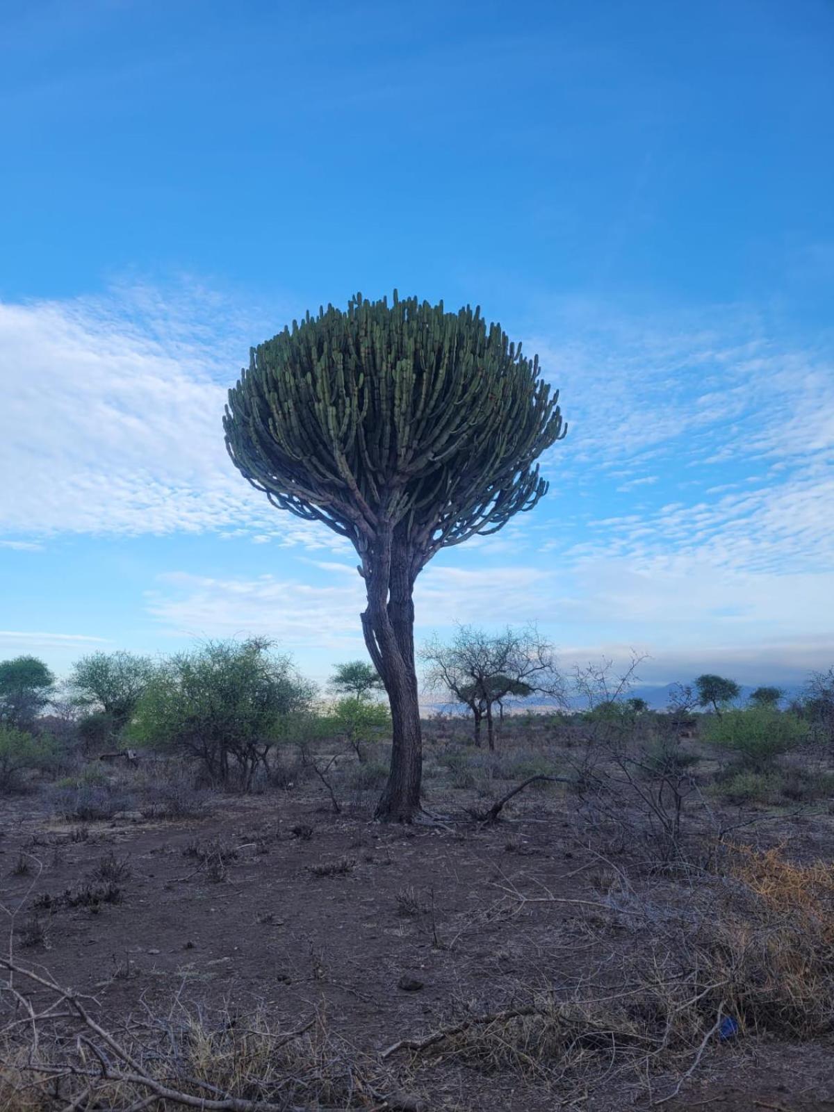 Maasai Eco Boma & Lodge - Experience Maasai Culture Makuyuni Zewnętrze zdjęcie