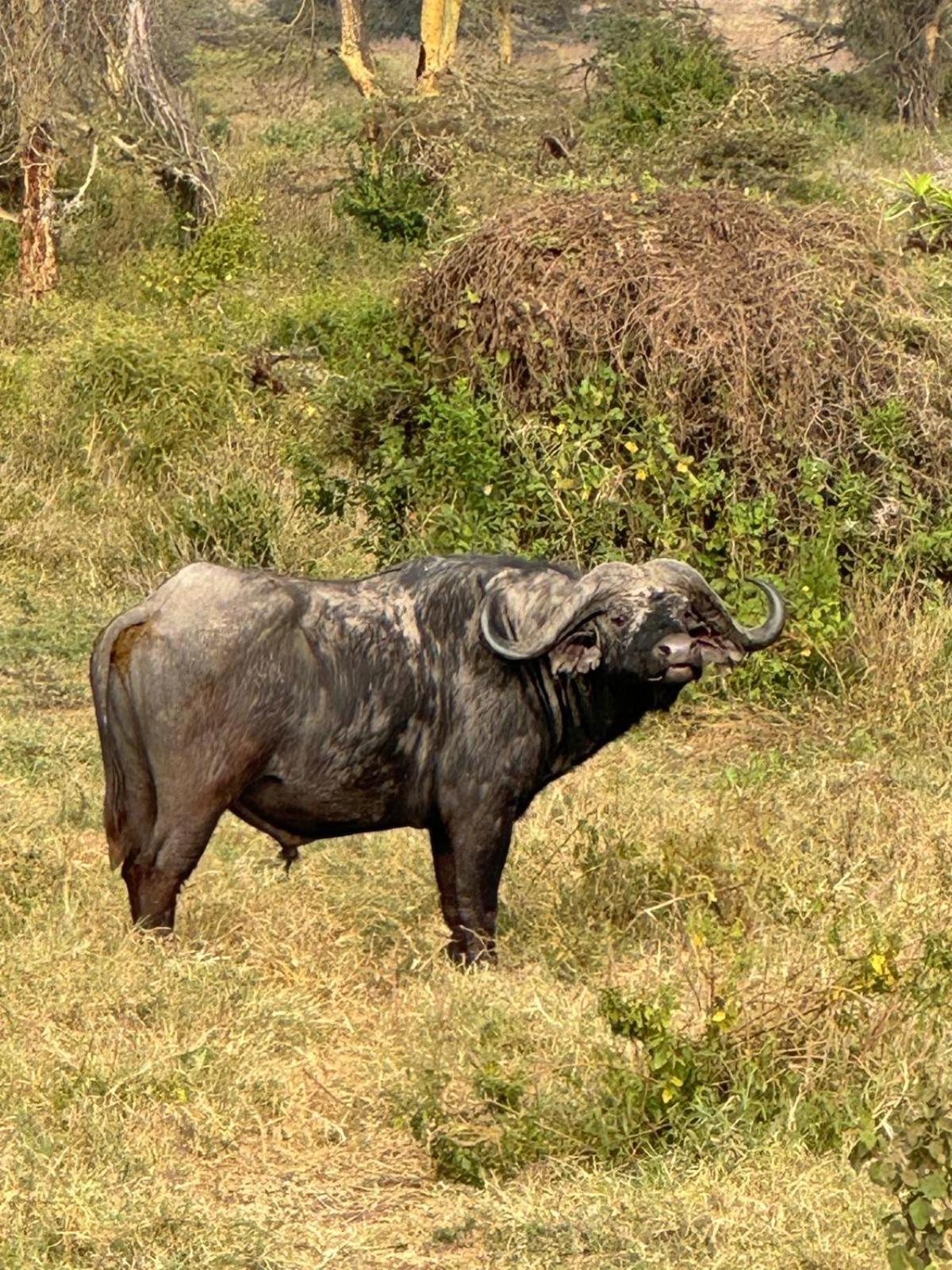 Maasai Eco Boma & Lodge - Experience Maasai Culture Makuyuni Zewnętrze zdjęcie