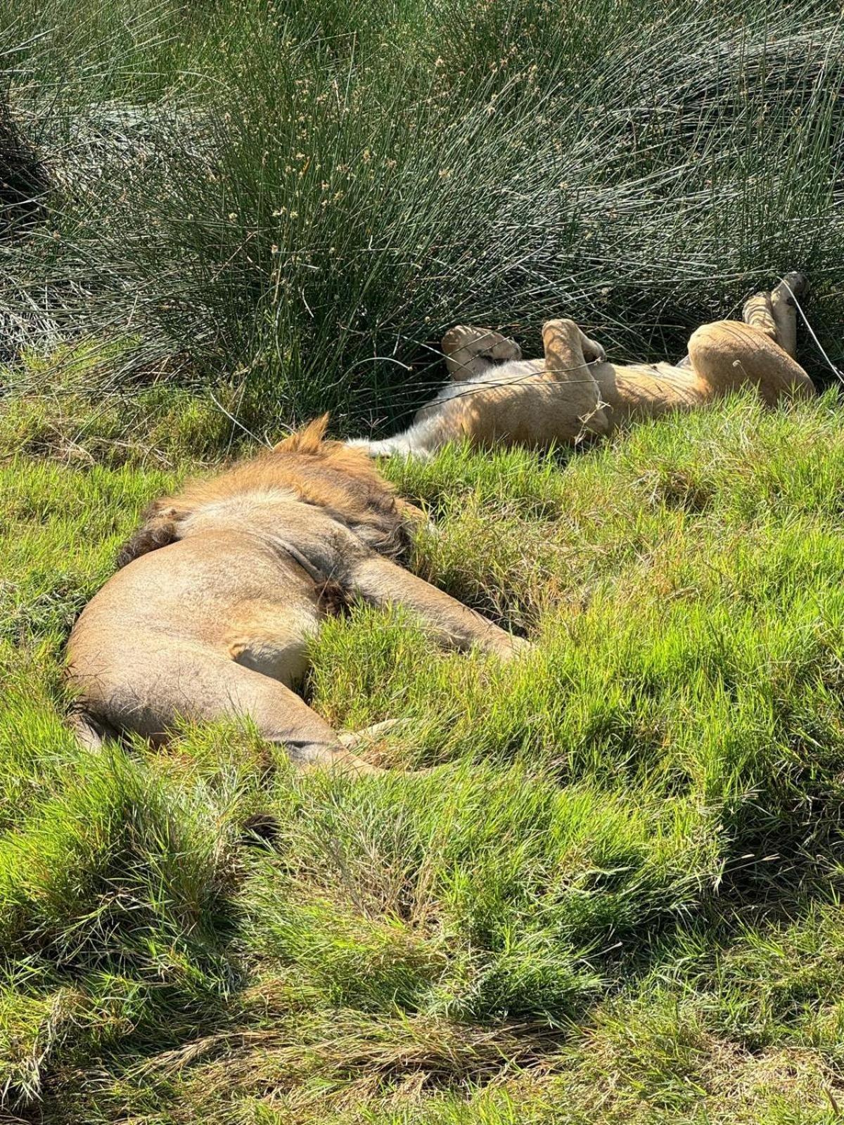 Maasai Eco Boma & Lodge - Experience Maasai Culture Makuyuni Zewnętrze zdjęcie